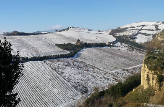 Besneeuwde wijngaarden