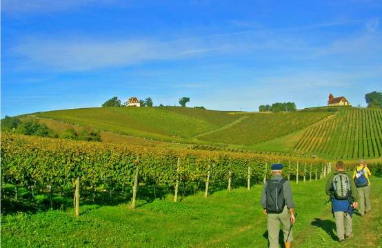 De wijngaarden van Domaine des Cassagnoles